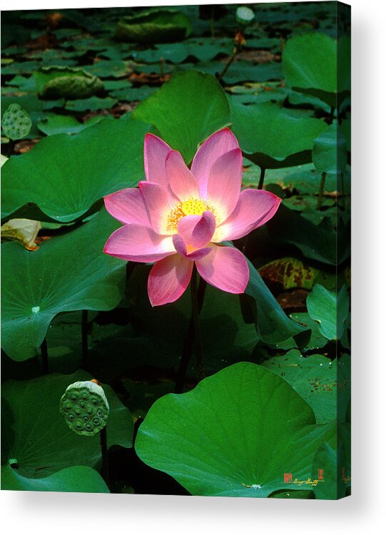 Nature Acrylic Print featuring the photograph Lotus Flower and Capsule 24A by Gerry Gantt