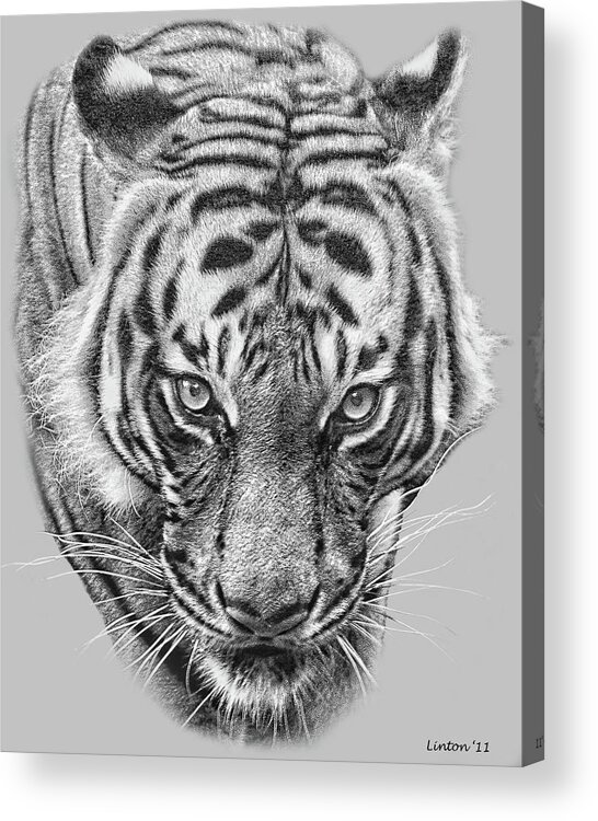 Malayan Tiger Acrylic Print featuring the digital art Malayan Tiger by Larry Linton