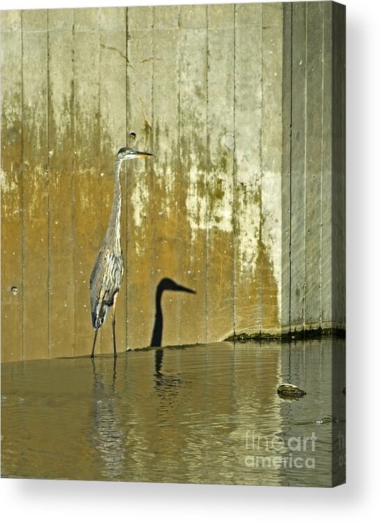 Bird Acrylic Print featuring the photograph Me And My Shadow by Terry Doyle