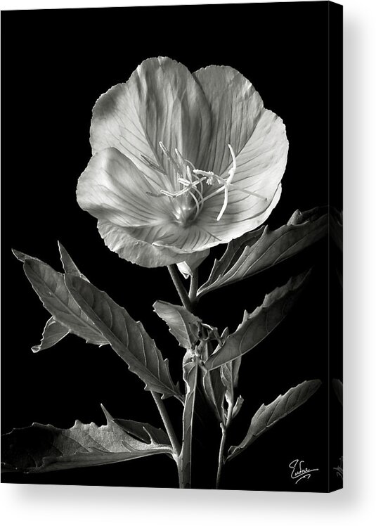 Flower Acrylic Print featuring the photograph Mexican Evening Primrose in Black and White by Endre Balogh