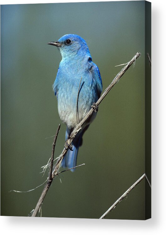 00176592 Acrylic Print featuring the photograph Mountain Bluebird Perching On Twig by Tim Fitzharris