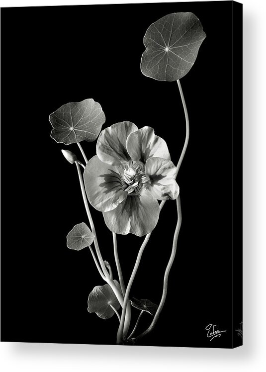 Flower Acrylic Print featuring the photograph Nasturtium in Black and White by Endre Balogh