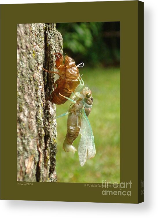 Nature Acrylic Print featuring the photograph New Cicada by Patricia Overmoyer