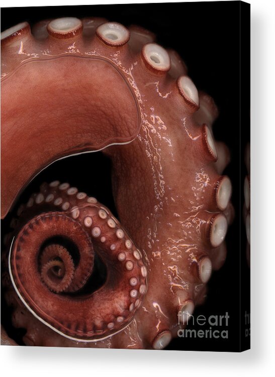 Octopus Acrylic Print featuring the photograph Octopus Tentacle in Water by Janeen Wassink Searles