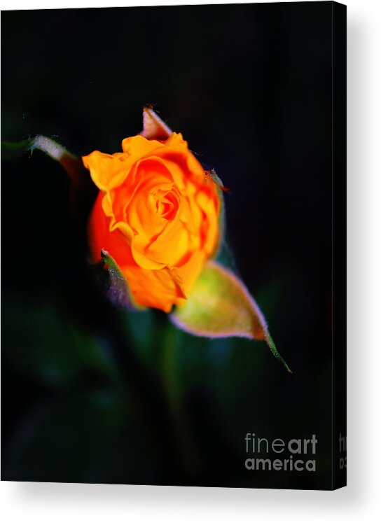 Rose Acrylic Print featuring the photograph Orange Kiss by Anjanette Douglas