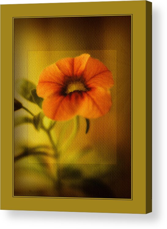 Pansy Acrylic Print featuring the photograph Orange Pansy by Bonnie Bruno
