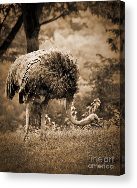 African Acrylic Print featuring the photograph Ostrich by Arne Hansen