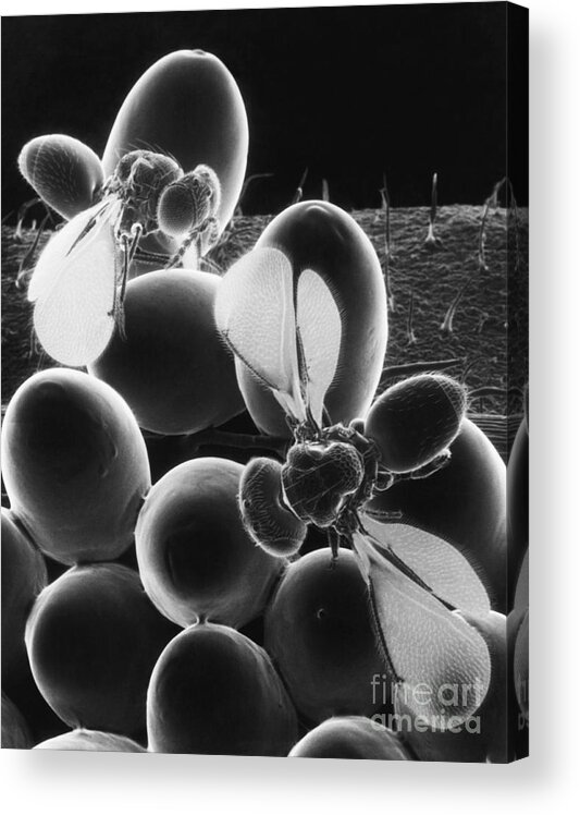 Eulophid Wasp Acrylic Print featuring the photograph Parasitic Wasps by Science Source