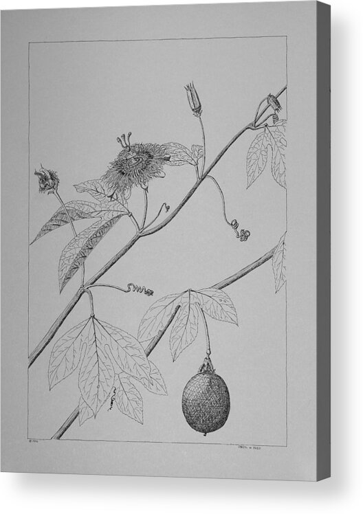Passionflower Acrylic Print featuring the drawing Passionflower Vine by Daniel Reed