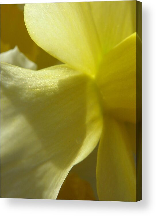 Daffodil Acrylic Print featuring the photograph Pedals Of Sunshine by Kim Galluzzo