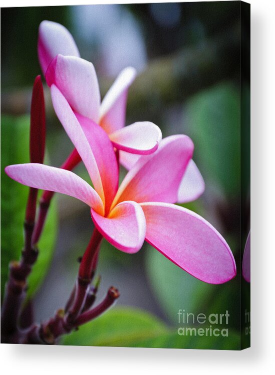 Plumeria Acrylic Print featuring the photograph Plumeria by Eddie Yerkish