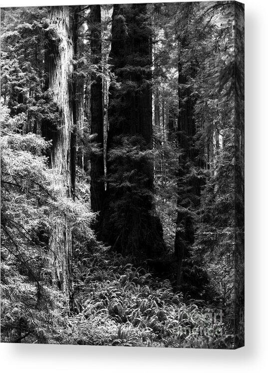 Redwood Trees Acrylic Print featuring the photograph Prairie Creek Redwoods State Park 4 by Terry Elniski