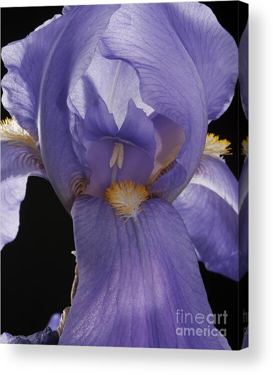 Iris Acrylic Print featuring the photograph Purple Iris by Art Whitton