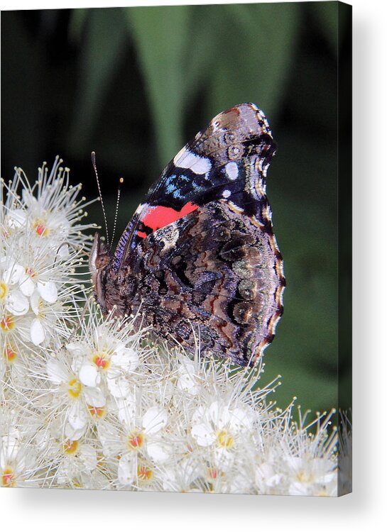 Red Admiral Acrylic Print featuring the photograph Red Admiral with folded wings by Doris Potter