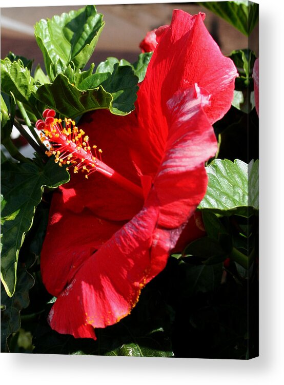 Flower Acrylic Print featuring the photograph Red Hibiscus2 by Karen Harrison Brown