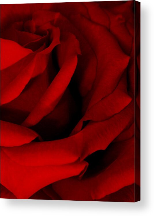 Rose Acrylic Print featuring the photograph Red Red Rose by Karen Harrison Brown