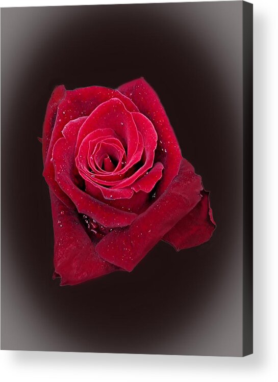 Rose Acrylic Print featuring the photograph Red Rose II by Jim Ziemer