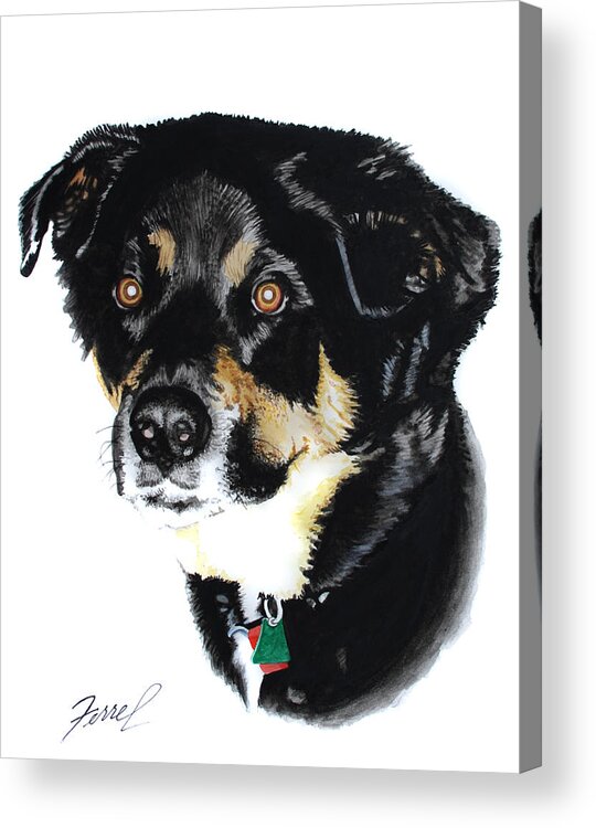 Dog Acrylic Print featuring the painting Rottweiler Mix by Ferrel Cordle