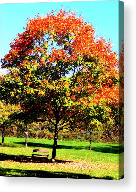 Fall Acrylic Print featuring the photograph Serenity Tree by Sandra Amberg
