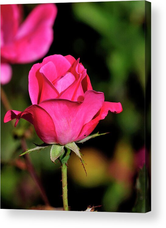 Flower Acrylic Print featuring the photograph Simple Red Rose by Bill Dodsworth
