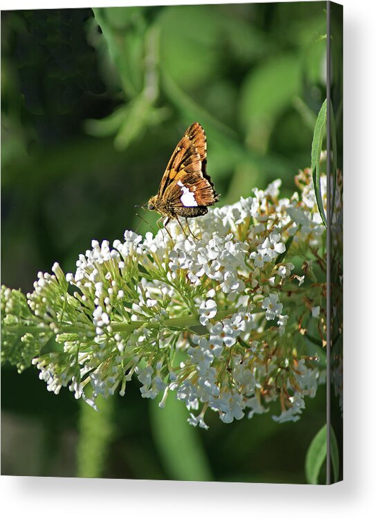 Moth Acrylic Print featuring the photograph Skipper Moth by Margie Avellino