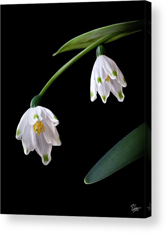 Flower Acrylic Print featuring the photograph Snow Drops by Endre Balogh