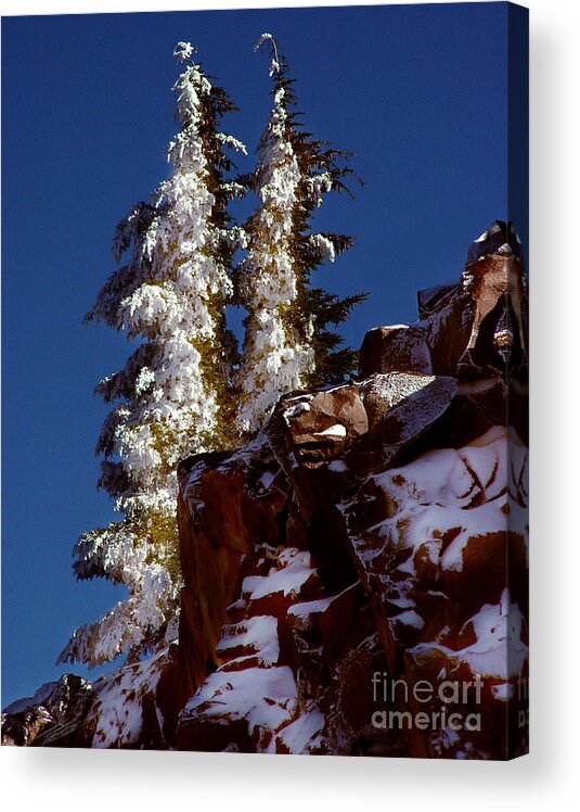 Snow Tipped Trees Acrylic Print featuring the photograph Snow Tipped Trees by Peter Piatt