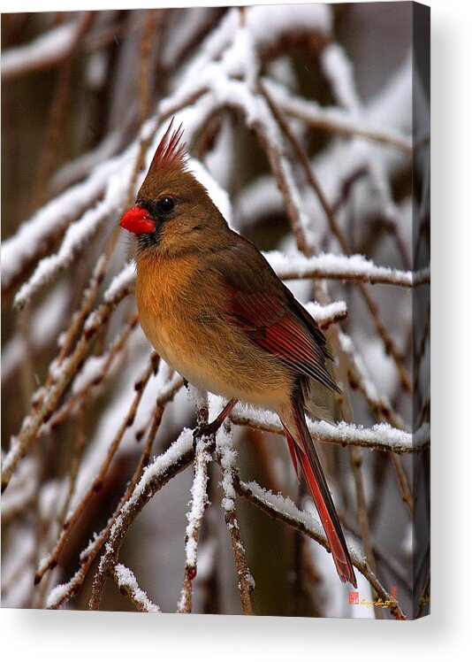 Nature Acrylic Print featuring the photograph Snowbirds--Cardinal DSB025 by Gerry Gantt