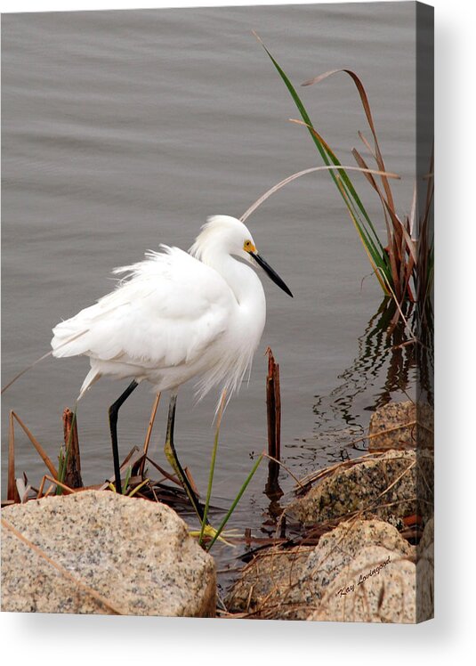 Snowy Egret Acrylic Print featuring the photograph Snowy Egret by Kay Lovingood