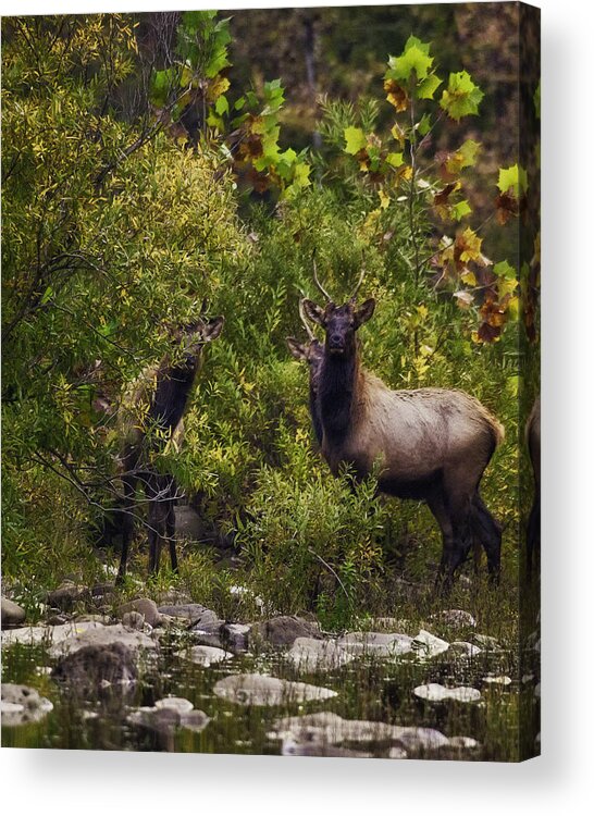 Spike Elk Acrylic Print featuring the photograph Spike Elk on Buffalo National River by Michael Dougherty