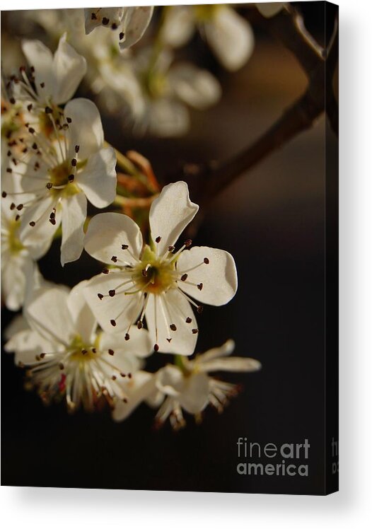 Tree Blossom Acrylic Print featuring the photograph Spring Blossoms I by Anjanette Douglas
