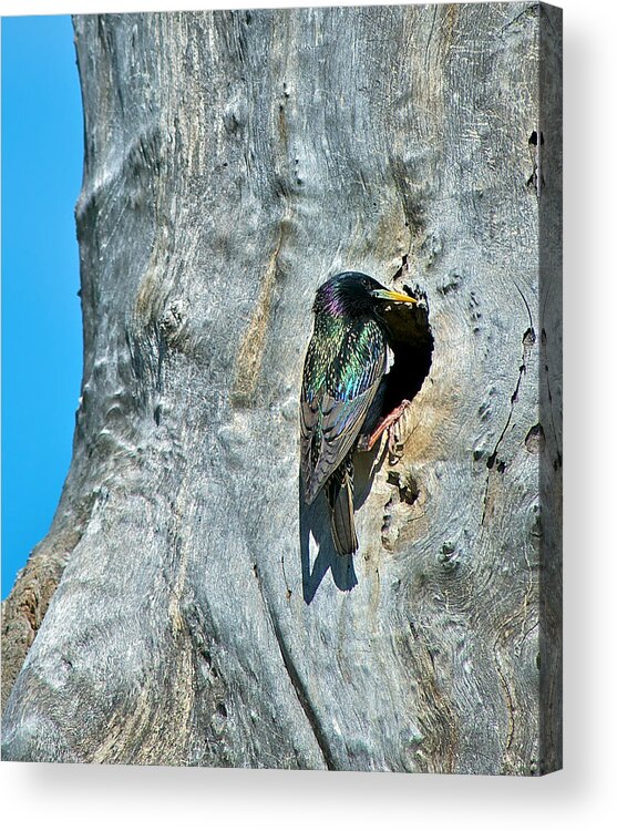 Starling Acrylic Print featuring the photograph Starling at Nesting Hole by Stephen Johnson