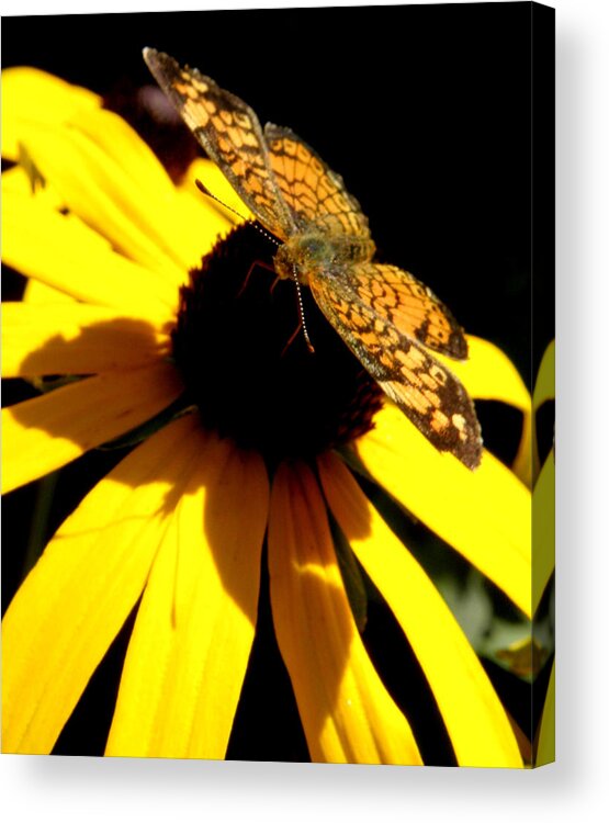 Butterfly Acrylic Print featuring the photograph Straight across the nectar by Kim Galluzzo
