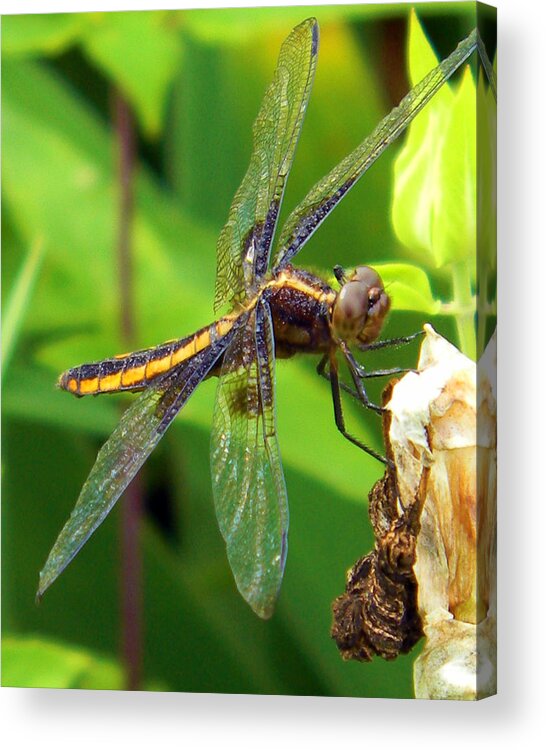 Dragonfly Acrylic Print featuring the photograph Striped Dragonfly by Mark J Seefeldt