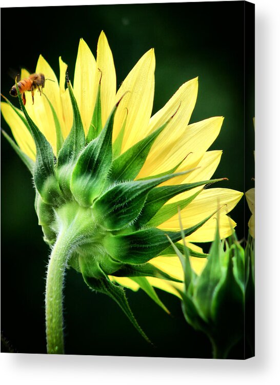 Flower Acrylic Print featuring the photograph Sunflower with Bee by Lynne Jenkins