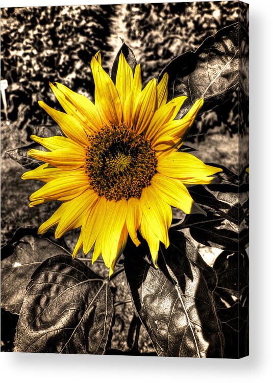 Sunflower Acrylic Print featuring the photograph Sunny with a chance of black and white by Prince Andre Faubert