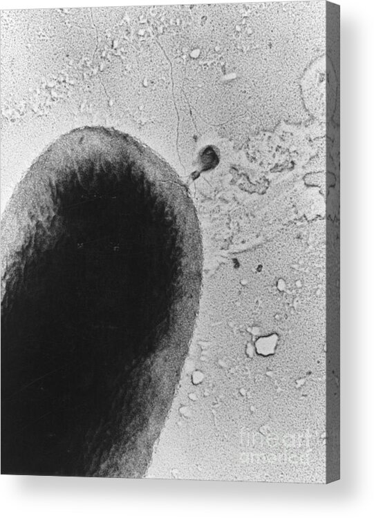 Science Acrylic Print featuring the photograph T4 Bacteriophage by Science Source