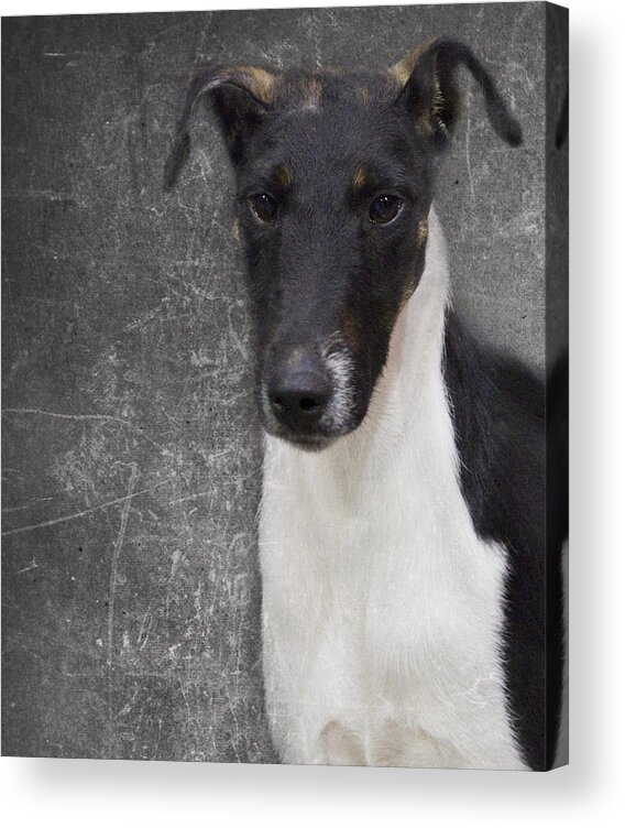Terrier Acrylic Print featuring the photograph Terrier by Rebecca Cozart