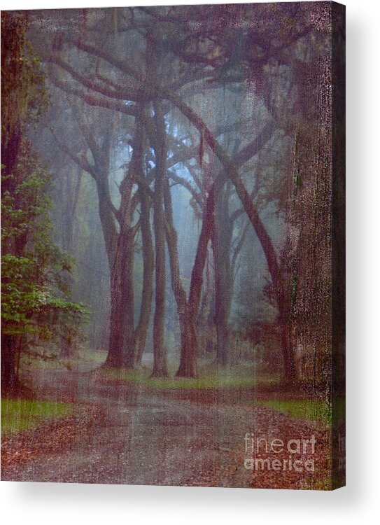 Forest Acrylic Print featuring the photograph Three Sisters by Bob Senesac