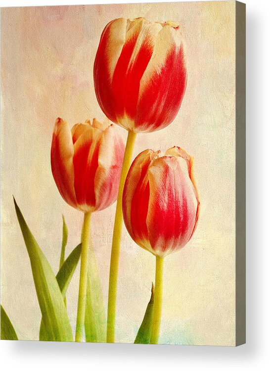 Flower Acrylic Print featuring the photograph Three Tulips by James Bethanis