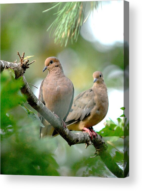 Doves Acrylic Print featuring the photograph Tranquility by Diane Giurco