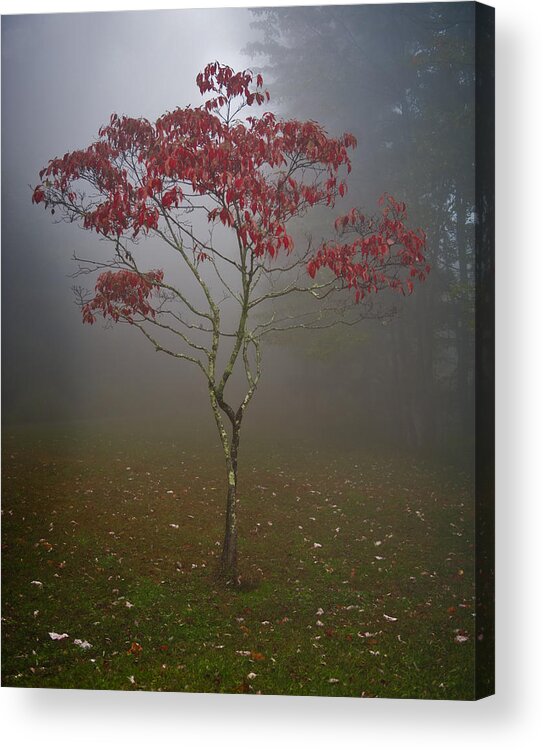 Tree Acrylic Print featuring the photograph Tree in Fog by Rick Hartigan