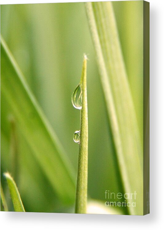 Droplets Acrylic Print featuring the photograph Two droplets by Yumi Johnson