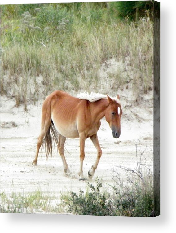 Wild Acrylic Print featuring the photograph Wild Spanish Mustang Of The Outer Banks Nc by Kim Galluzzo