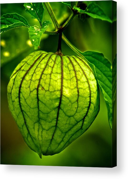 Wild Acrylic Print featuring the photograph Wild Vegetable by Prince Andre Faubert