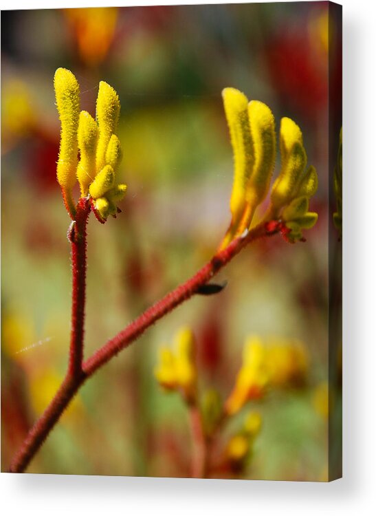 native Flora Acrylic Print featuring the photograph Yellow Kangaroo Paw by Fran Woods