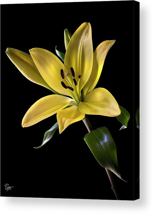 Tiger Lily Acrylic Print featuring the photograph Yellow Tiger Lily by Endre Balogh