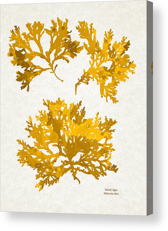 Seaweed Acrylic Print featuring the mixed media Gold Seaweed Art Delesseria Alata by Christina Rollo