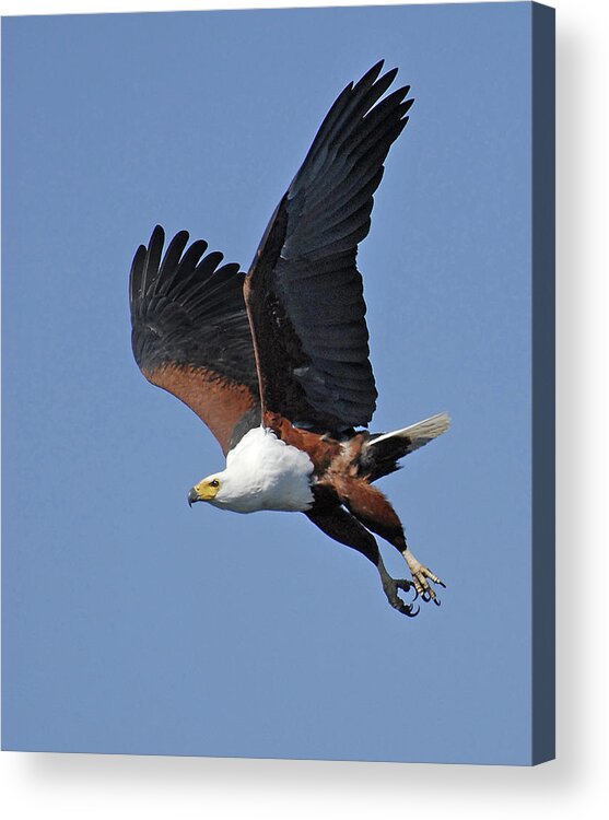 Africa Acrylic Print featuring the photograph African Fish Eagle by Ted Keller