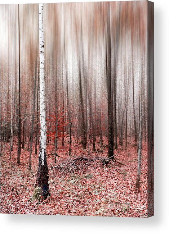 Abstract Acrylic Print featuring the photograph Birchforest In Fall by Hannes Cmarits